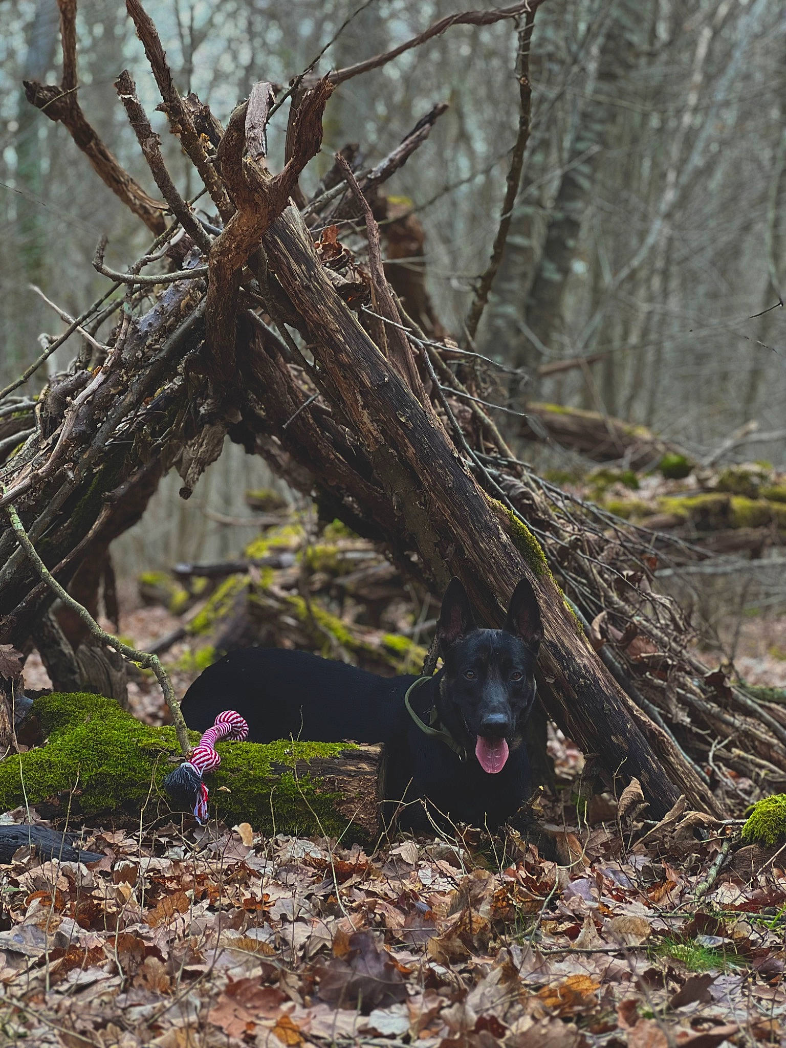 Peaky participe au concours pour gagner de l'argent avec cette photo : biome, branch, carnivore, deciduous, dog, dog_breed, forest, grass, leaf, natural_landscape, plant, soil, terrestrial_animal, terrestrial_plant, tree, trunk, twig, wood, woodland, woody_plant
