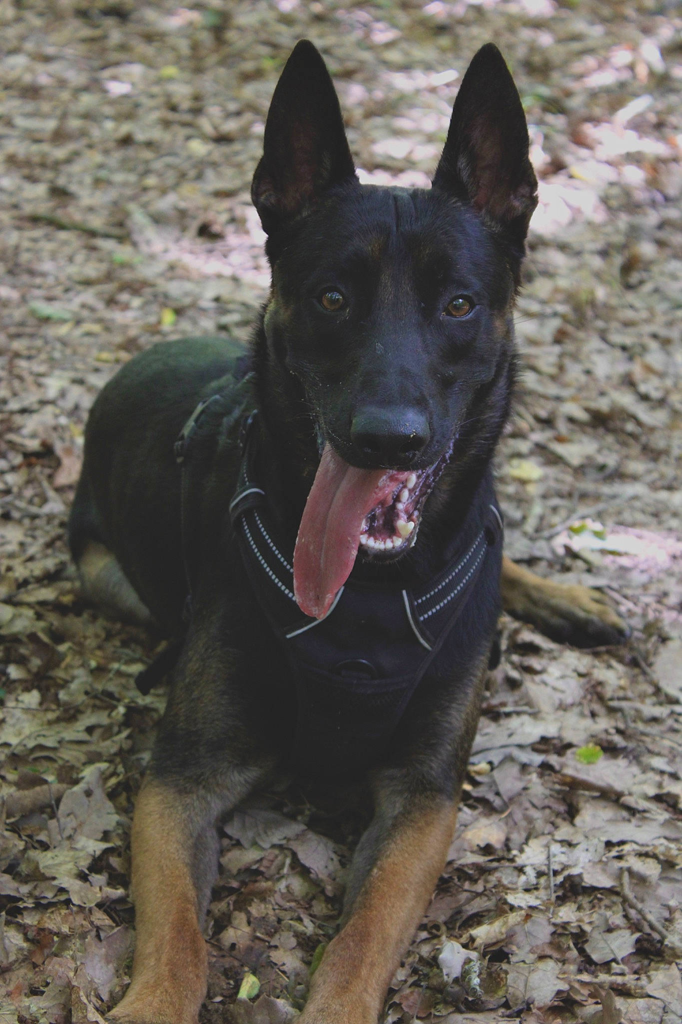 Peaky participe au concours pour gagner de l'argent avec cette photo : canidae, carnivore, dog, dog_breed, guard_dog, herding_dog, hunting_dog, non_sporting_group, snout, sporting_group, terrestrial_animal, working_animal, working_dog