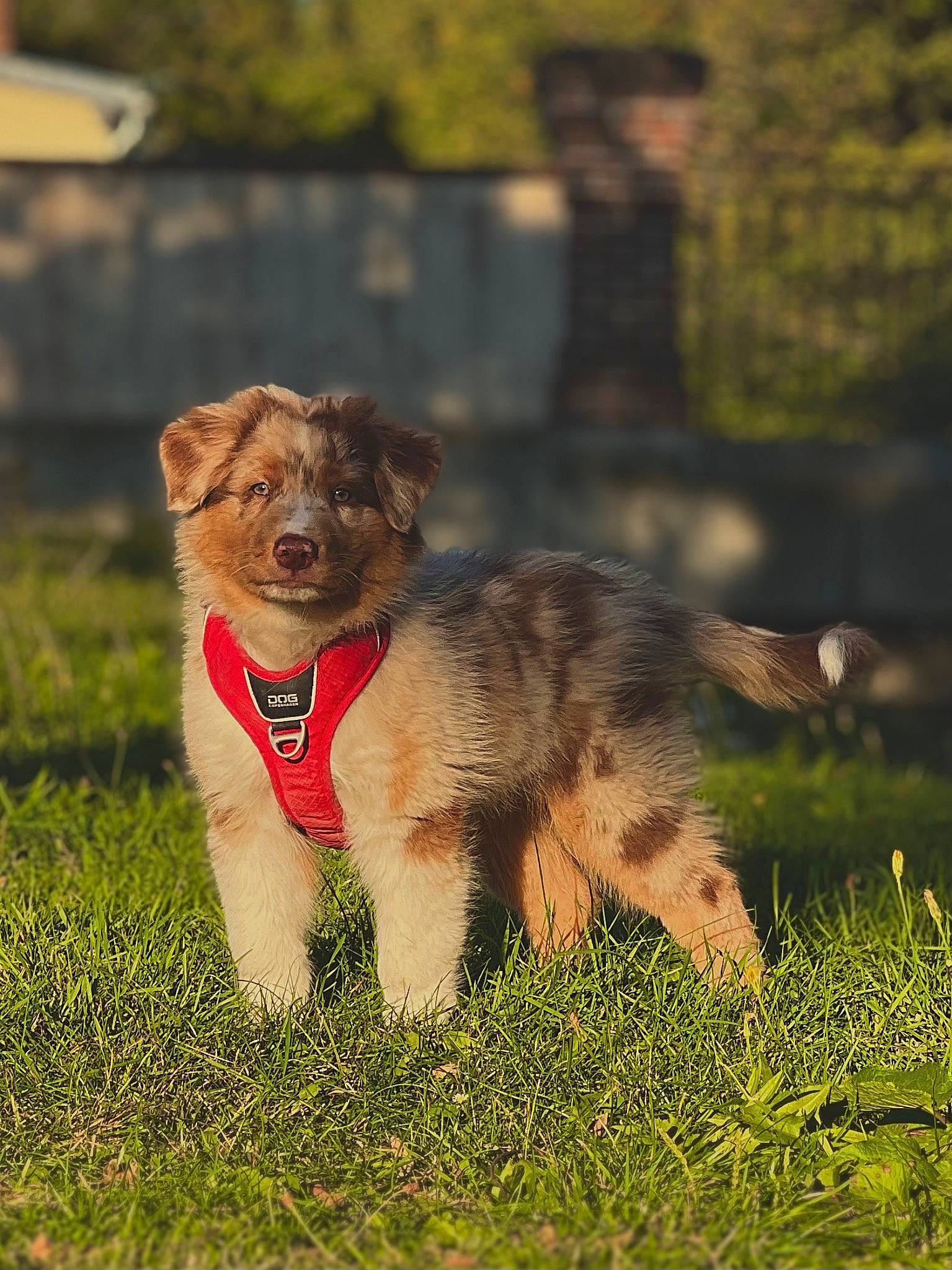 Tycup participe au concours pour gagner de l'argent avec cette photo : canidae, carnivore, collar, companion_dog, disc_dog, dog, dog_breed, dog_collar, fawn, grass, grassland, leash, plant, snout, sporting_group, tail, terrestrial_animal, terrier, working_animal, working_terrier