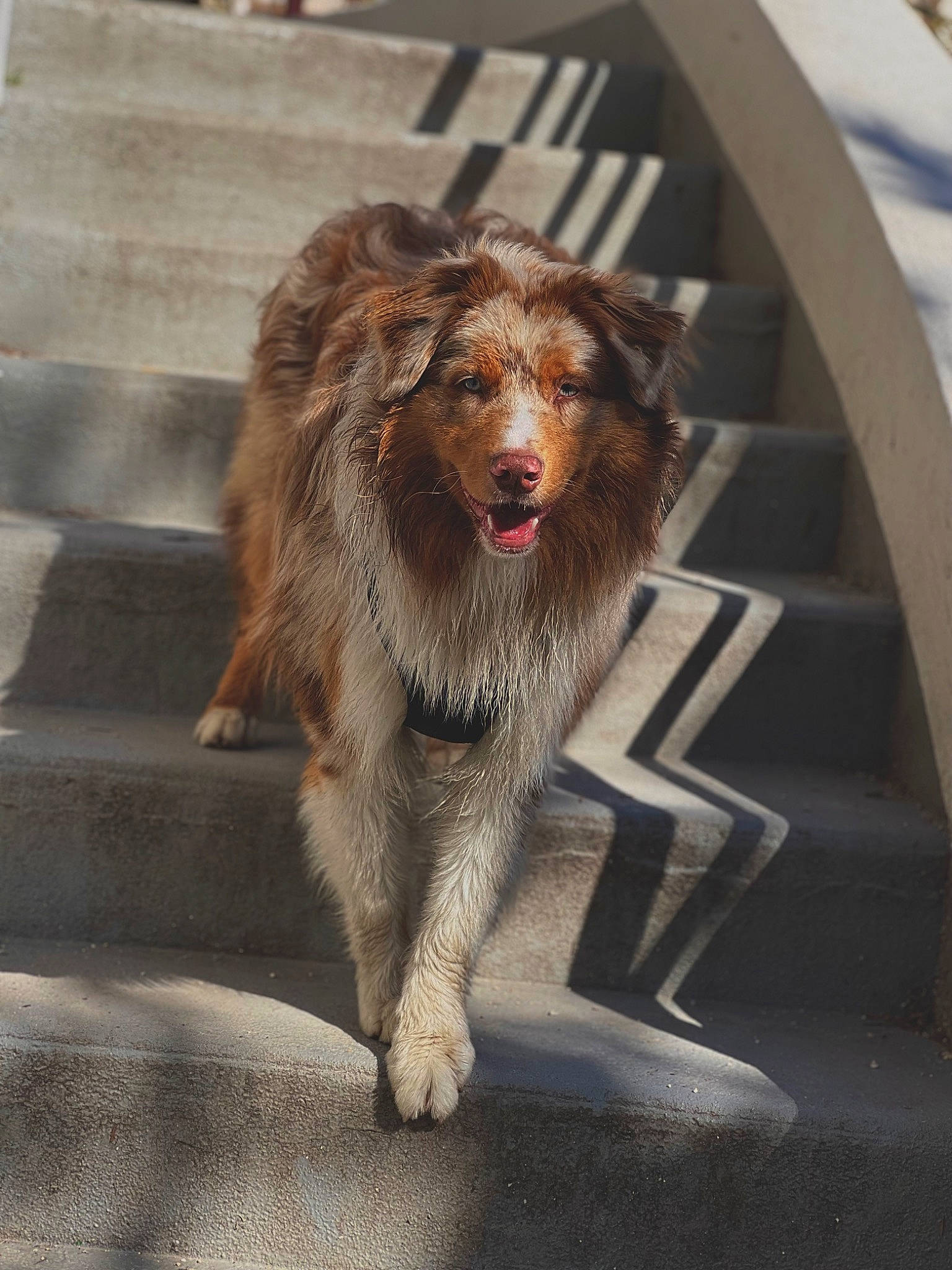 Tycup participe au concours pour gagner de l'argent avec cette photo : canidae, carnivore, companion_dog, dog, dog_breed, eye, fang, fawn, felidae, fur, head, leash, liver, plant, snout, sporting_group, street_dog, terrestrial_animal, whiskers, wildlife