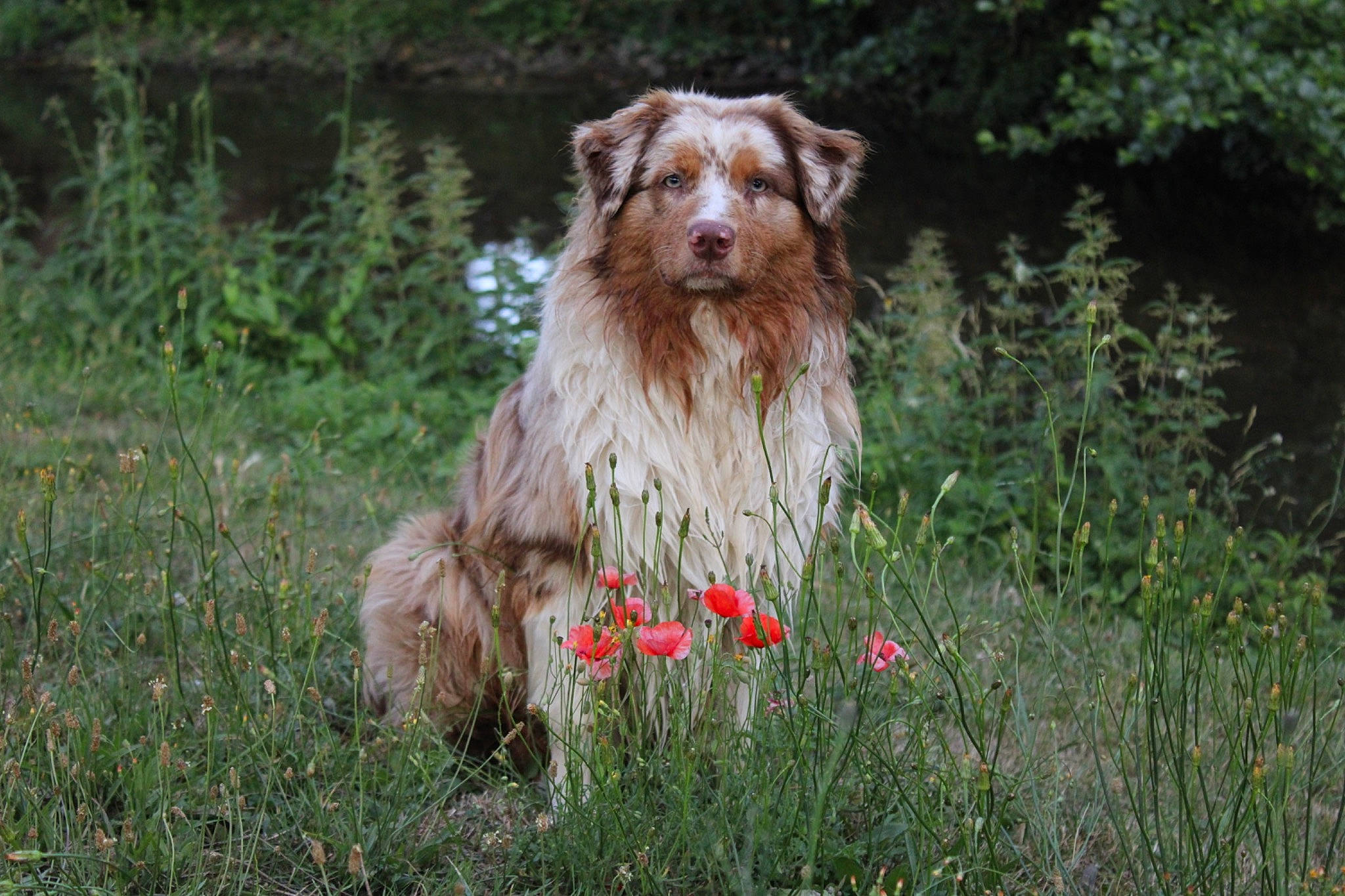 Tycup a rejoint le concours — aidez-le/la à gagner de superbes lots ! canidae, carnivore, companion_dog, dog, dog_breed, fawn, felidae, fur, grass, grassland, landscape, liver, natural_landscape, pasture, plant, prairie, sporting_group, terrestrial_animal, water_dog, wildlife