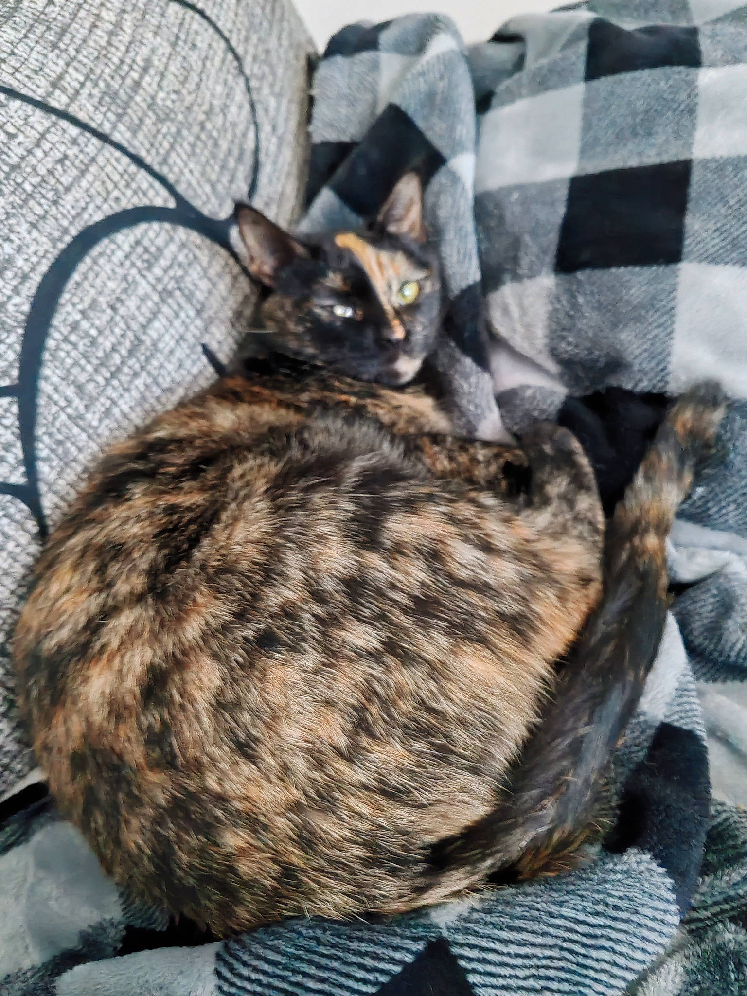 Ullie Et Urana participe au concours pour gagner de l'argent avec cette photo : art, carnivore, cat, claw, comfort, domestic_short_haired_cat, felidae, fur, linens, mesh, pattern, paw, small_to_medium_sized_cats, snout, tail, tartan, terrestrial_animal, tree, whiskers, wildlife