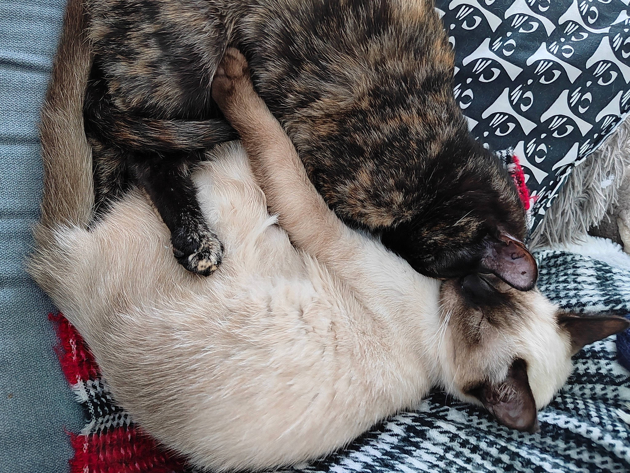 Ullie Et Urana participe au concours pour gagner de l'argent avec cette photo : carnivore, cat, claw, comfort, dog_breed, domestic_short_haired_cat, fawn, felidae, fur, grey, nap, pattern, paw, sleep, small_to_medium_sized_cats, snout, sporting_group, tail, terrestrial_animal, whiskers