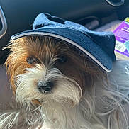 Oliver is registered to the contest to win money with this photo: dog, pet, animal, cap, hat, brown, white, fur, cute, portrait, indoors, car, seat, closeup, face, snout, whiskers, ears, light, shadow