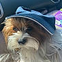 dog, pet, animal, cap, hat, brown, white, fur, cute, portrait, indoors, car, seat, closeup, face, snout, whiskers, ears, light, shadow