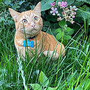 Banjo joined the competition — help win amazing prizes! cat, orange_tabby, grass, flower, pink_flower, green_leaves, outdoor, nature, pet, collar, tag, animal, feline, alert, closeup, garden, summer, wildflower, plant, mammal