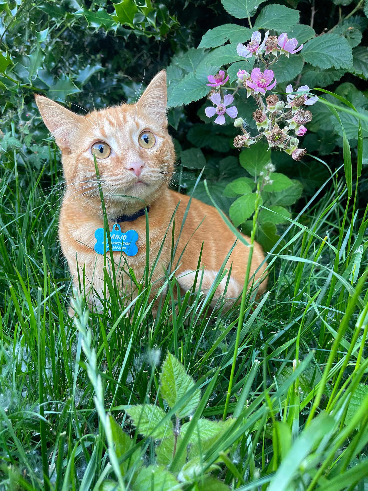 Banjo joined the competition — help win amazing prizes! cat, orange_tabby, grass, flower, pink_flower, green_leaves, outdoor, nature, pet, collar, tag, animal, feline, alert, closeup, garden, summer, wildflower, plant, mammal