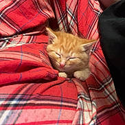 Banjo is registered to the contest to win money with this photo: arm, blanket, blanket_pattern, cat, close_up, cozy, cuddly, domestic_animal, fabric, fur, indoor, kitten, nap, orange_fur, paw, pet, plaid_pattern, red_plaid, sleeping, whiskers