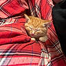 arm, blanket, blanket_pattern, cat, close_up, cozy, cuddly, domestic_animal, fabric, fur, indoor, kitten, nap, orange_fur, paw, pet, plaid_pattern, red_plaid, sleeping, whiskers