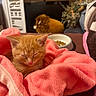 Banjo is registered to the contest to win money with this photo: bed, blanket, blurred_background, calm, cat, close_up, cozy, domestic, food_bowl, indoor, kibble, kitten, orange_cat, pet_food, pink_towel, plush_lion, relax_sign, sleeping, soft_texture, stuffed_toy