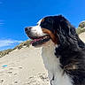 Lassye a rejoint le concours — aidez-le/la à gagner de superbes lots ! dog, bernese_mountain_dog, beach, sand, sky, outdoor, sunny, towel, animal, pet, summer, nature, grass, happy, tongue_out, fur, closeup, daytime, leash, canine