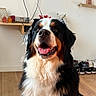 Lassye participe au concours pour gagner de l'argent avec cette photo : dog, bernese_mountain_dog, indoor, smiling, tongue_out, pet, happy, fur, black_white_brown, floor, shoes, shelf, decor, wall, wooden_floor, cute, animal, companion, portrait, friendly