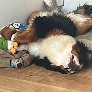 Lassye a rejoint le concours — aidez-le/la à gagner de superbes lots ! dog, tricolor, lying_down, tongue_out, toys, wooden_floor, indoor, relaxed, playful, pet, fur, animal, corner, resting, cute, sleepy, domestic, companion, fluffy, canine