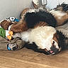 dog, tricolor, lying_down, tongue_out, toys, wooden_floor, indoor, relaxed, playful, pet, fur, animal, corner, resting, cute, sleepy, domestic, companion, fluffy, canine