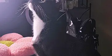 Astrid is registered to the contest to win money with this photo: cat, indoor, window, light, whiskers, black_and_white, furniture, blanket, flower_shaped_scratch_post, pet, curious, soft_light, cozy, sitting, animal, feline, home, shadow, relaxing, domestic