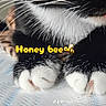 cat, paws, close_up, black_and_white, whiskers, tongue, fur, animal, pet, cute, soft, texture, resting, indoor, playful, text_overlay, bee_emoji, yellow_text, funny, macro