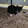 cat, black_cat, white_paws, carpet, toy_mouse, fake_knife, blood_stains, indoor, wall_socket, cat_toy, playful, pet, animal, floor, crouching, curious, household, shadow, room_corner, scratching_post