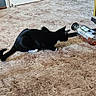 Astrid joined the competition — help win amazing prizes! cat, black_cat, white_paws, carpet, floor, bottle, liquid, indoor, curious, animal, pet, table_leg, furniture, close_up, side_view, domestic, exploration, quiet, home, flooring