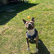 Bullet is registered to the contest to win money with this photo: dog, grass, backyard, sunlight, harness, pet, animal, outdoor, playful, catching, brown, white_paws, happy, canine, nature, daylight, shadow, fence, garden, excited