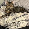cat, tabby_cat, pet, feline, animal, blanket, bed, indoor, resting, fur, whiskers, ears, collar, cozy, domestic_animal, sleepy, comfort, cute, relaxed, mammal