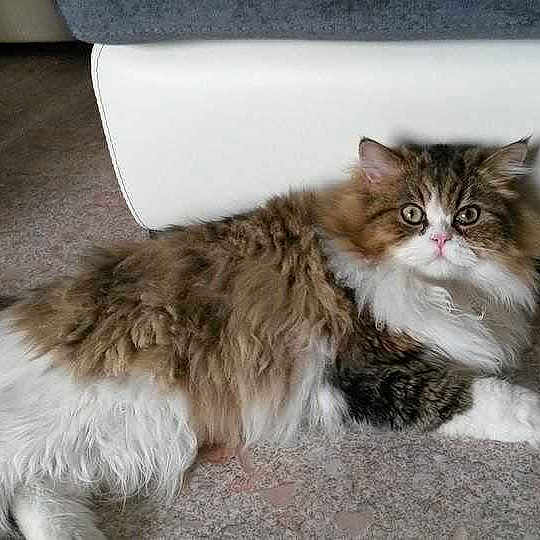 Joey