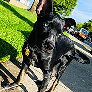 Major joined the competition — help win amazing prizes! dog, black_dog, blue_eyes, leash, sidewalk, grass, tree, house, residential_area, daylight, shadow, ears_up, pet, canine, outdoor, sunny, street, collar, tag, curious