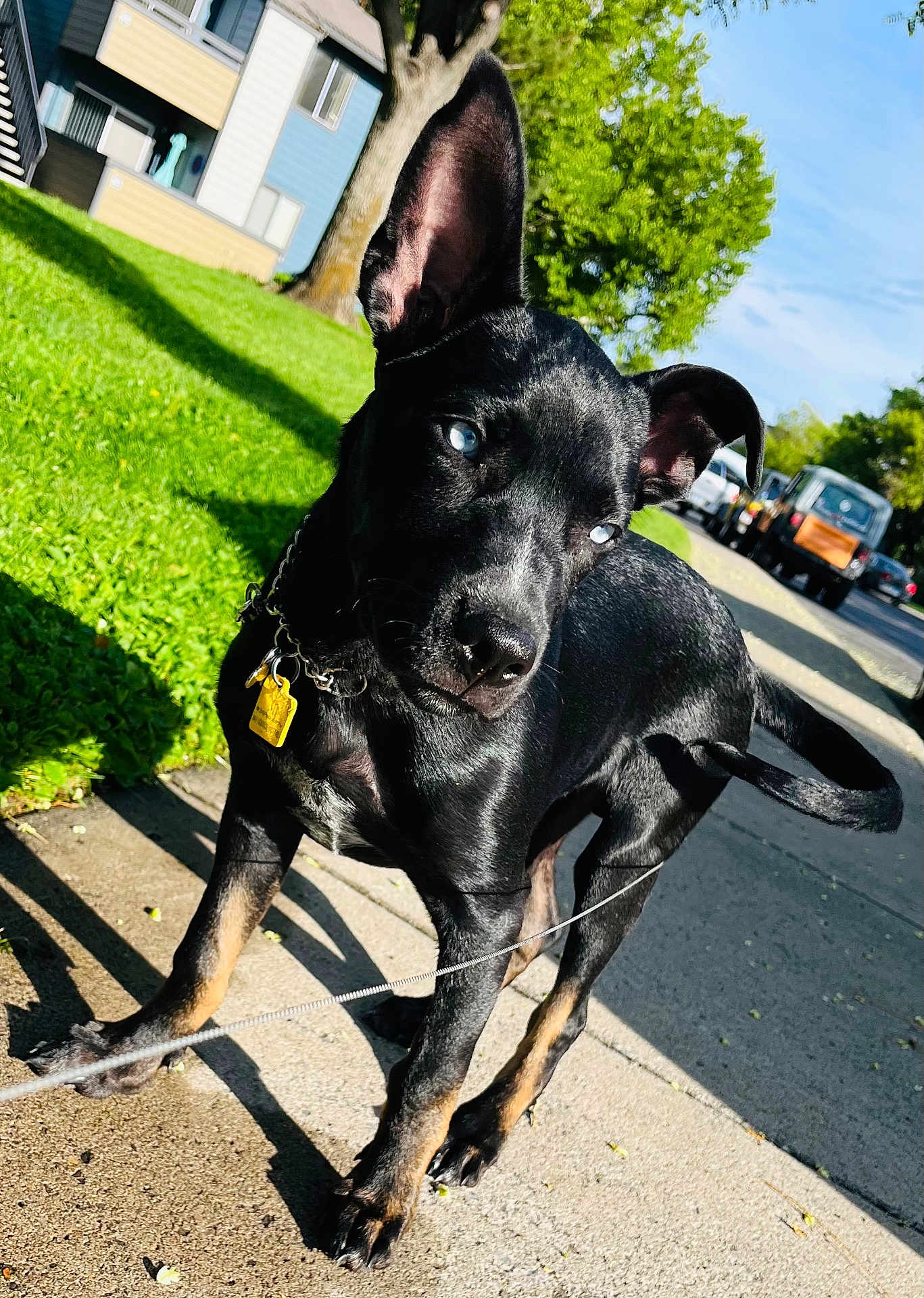 Major joined the competition — help win amazing prizes! dog, black_dog, blue_eyes, leash, sidewalk, grass, tree, house, residential_area, daylight, shadow, ears_up, pet, canine, outdoor, sunny, street, collar, tag, curious
