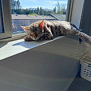 Boo is registered to the contest to win money with this photo: animal, cat, cozy, daylight, feline, home, house, indoor, nature_outside, peaceful, pet, quiet, relaxed, resting, shadow, sleeping, sunlight, tabby, window, windowsill