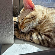 Boo joined the competition — help win amazing prizes! cat, sleeping, windowsill, sunlight, striped_fur, whiskers, paw, closeup, indoor, resting, cute, pet, feline, cozy, relaxing, daylight, window, fur, animal, peaceful