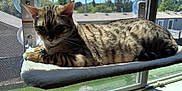 Boo joined the competition — help win amazing prizes! animal, cat, comfort, daylight, ears, fur, house, indoor, nature, outdoor_view, perch, pet, relaxation, resting, screen, shadow, sunlight, tabby, whiskers, window
