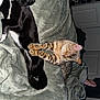 Boo joined the competition — help win amazing prizes! animal, bed, black_cat, blanket, cat, comfort, companion, cozy, cute, feline, fur, home, indoor, paw, pet, relaxation, resting, sleeping, soft, striped_cat