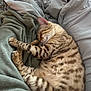 Boo is registered to the contest to win money with this photo: animal, bed, blanket, cat, comfort, cozy, cute, domestic_animal, feline, fur, indoor, peaceful, pet, relaxed, rest, sleeping, snuggled, soft, spots, warm