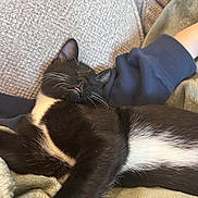 Mr. Blaze joined the competition — help win amazing prizes! animal, black_and_white, blanket, cat, closeup, comfort, cozy, cute, fur, indoor, nap, paw, pet, relaxation, resting, sleeping, soft, tongue_out, tuxedo_cat, whiskers