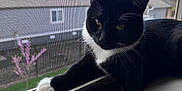 Mr. Blaze joined the competition — help win amazing prizes! animal, background, black_and_white, cat, close_up, curious, daylight, ears, feline, house, indoor, mesh_screen, paws, pet, relaxed, tuxedo_cat, two_cats, whiskers, window, windowsill