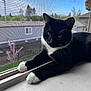 animal, background, black_and_white, cat, close_up, curious, daylight, ears, feline, house, indoor, mesh_screen, paws, pet, relaxed, tuxedo_cat, two_cats, whiskers, window, windowsill