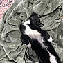 animal, black_and_white, blanket, cat, comfort, cozy, cute, feline, fur, home, indoor, nap, peaceful, pet, relaxation, resting, sleeping, soft_texture, tuxedo_cat, whiskers