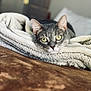 cat, tabby_cat, blanket, indoor, cozy, soft, fur, pet, animal, resting, eyes, face, ears, bed, comfort, furniture, closeup, relaxation, domestic, sleepy