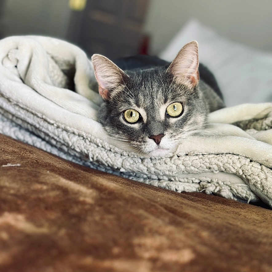 Cleo joined the competition — help win amazing prizes! animal, bed, blanket, cat, closeup, comfort, cozy, domestic, ears, eyes, face, fur, furniture, indoor, pet, relaxation, resting, sleepy, soft, tabby_cat
