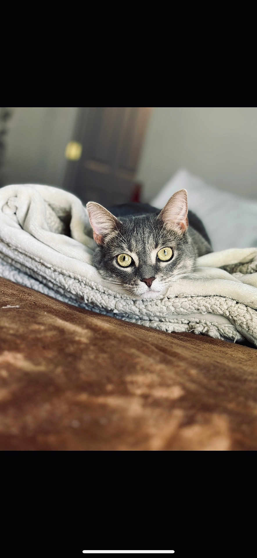 Cleo joined the competition — help win amazing prizes! cat, tabby_cat, blanket, indoor, cozy, soft, fur, pet, animal, resting, eyes, face, ears, bed, comfort, furniture, closeup, relaxation, domestic, sleepy