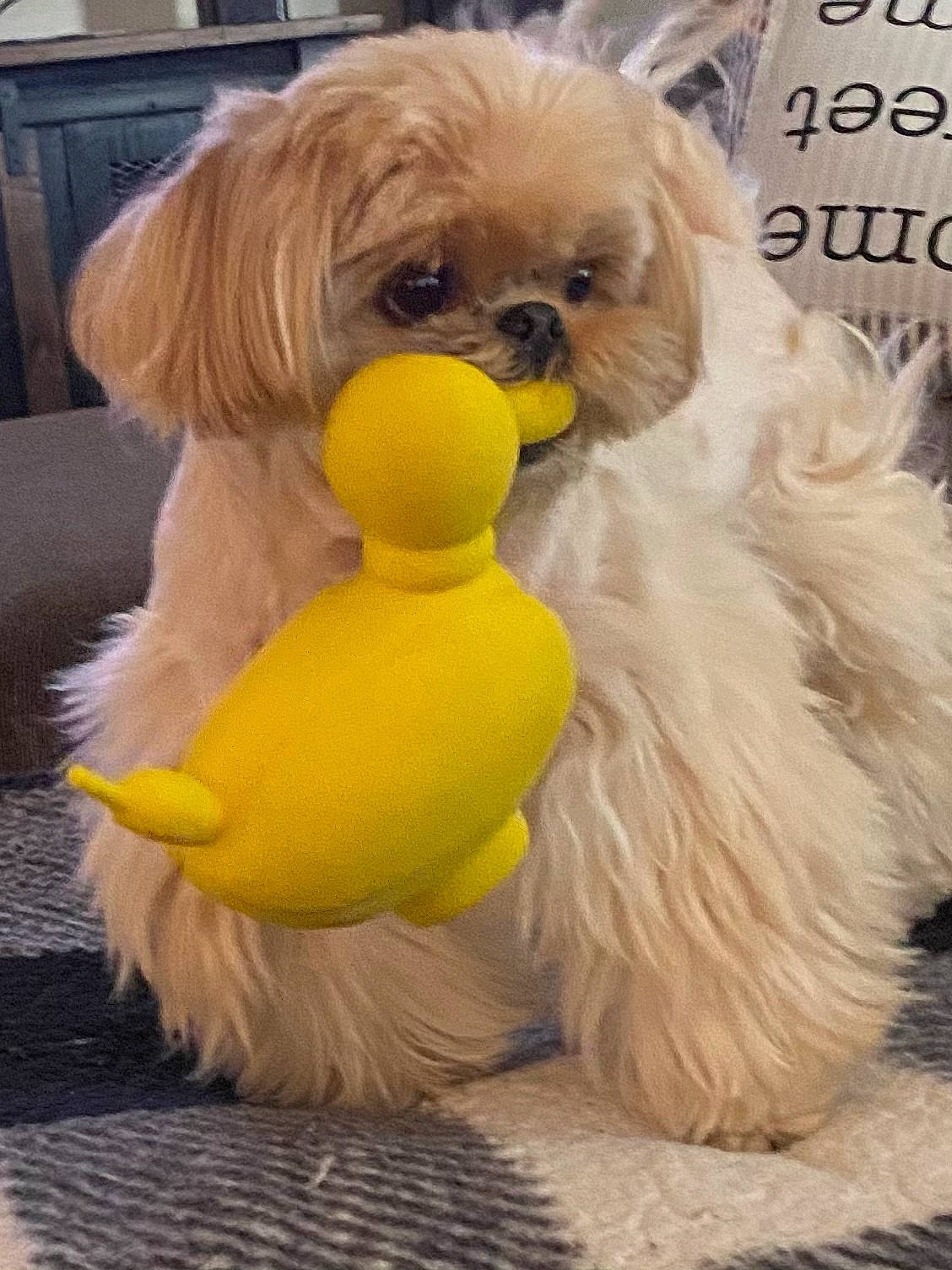 Mercedes is registered to the contest to win money with this photo: canidae, carnivore, companion_dog, dog, dog_breed, dog_clothes, dog_supply, fawn, fur, liver, mammal, pet_supply, shih_tzu, snout, sporting_group, tail, toy_dog, vertebrate, water_dog, working_animal