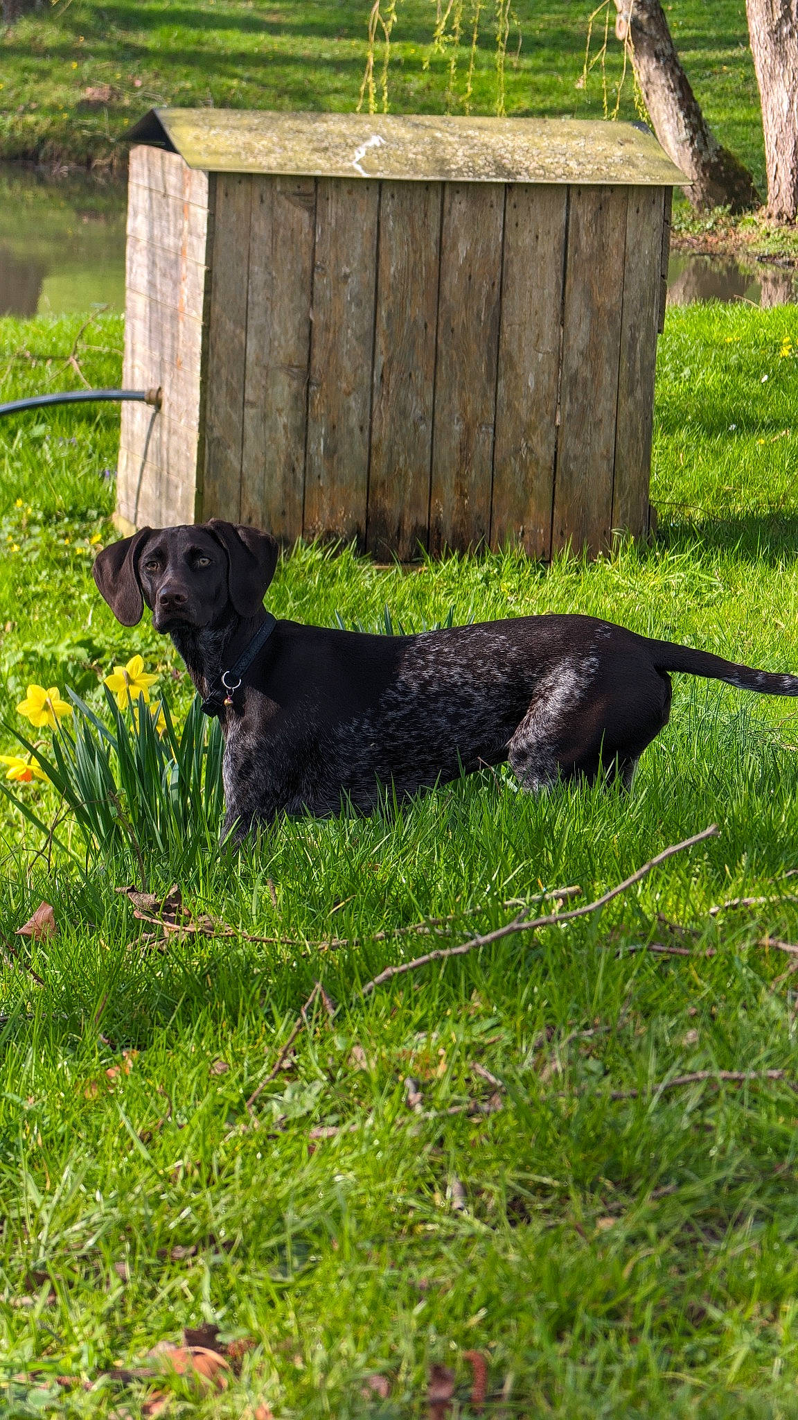 Harper participe au concours pour gagner de l'argent avec cette photo : canidae, carnivore, companion_dog, dog, dog_breed, dog_collar, fence, flower, grass, grassland, groundcover, pasture, plant, shrub, sporting_group, tail, terrestrial_animal, tree, wood, working_animal