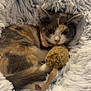Mira a rejoint le concours — aidez-le/la à gagner de superbes lots ! animal, calico, cat, collar, cozy, cute, domestic_animal, feline, fluffy_bed, fur, indoor, kitten, paw, pet, relaxed, resting, sleepy, soft, toy_mouse, whiskers