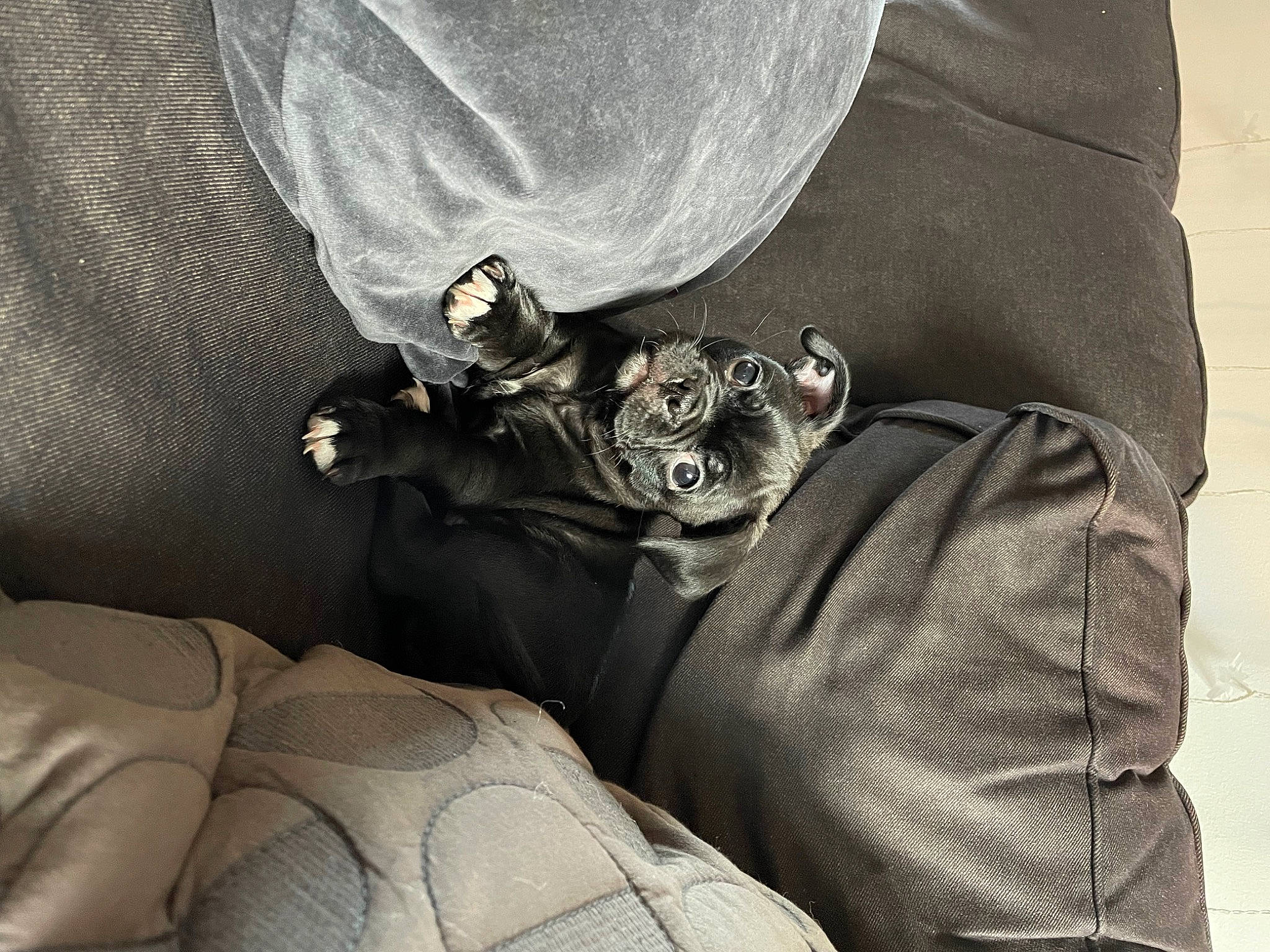 Reggie is registered to the contest to win money with this photo: auto_part, bag, car_seat, carnivore, comfort, companion_dog, denim, family_car, fashion_accessory, fur, grey, human_leg, linens, sitting, sleeve, t_shirt, thigh, wrist