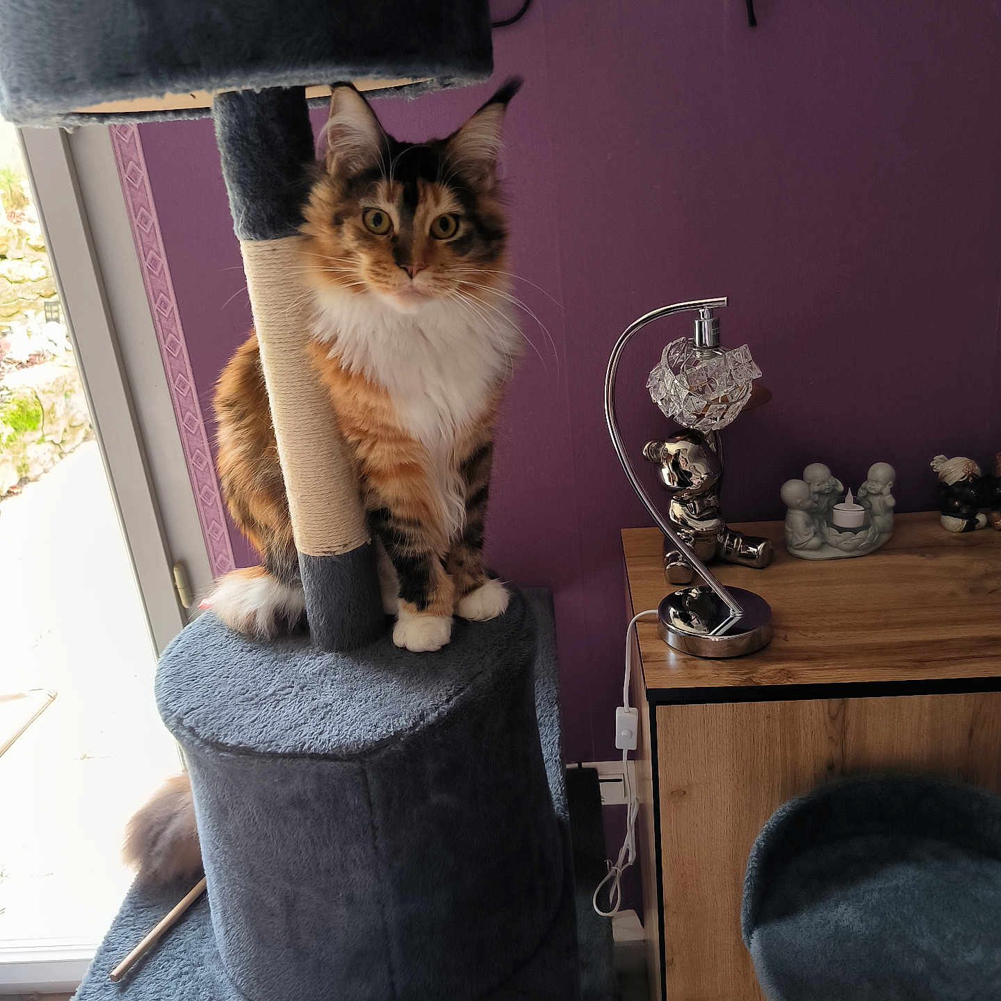 Vénicya a rejoint le concours — aidez-le/la à gagner de superbes lots ! abyssinian, animal, architecture, building, cat, chair, couch, furniture, hardwood, indoors, kitten, lamp, livingroom, manx, person, pet, plywood, room, table, wood