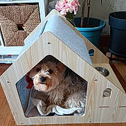Tara a rejoint le concours — aidez-le/la à gagner de superbes lots ! animal, blanket, cozy, curious, cute, dog, doghouse, flooring, fur, home, indoor, indoor_plant, interior, pet, pot, resting, sitting, small_dog, wood, wooden_furniture