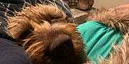 Moon is registered to the contest to win money with this photo: dog, brown_dog, close_up, fur, pet, indoor, blanket, teal_shirt, resting, cozy, animal, canine, sleeping, comfort, home, furniture, decor, fall, relaxation, companion