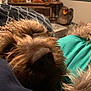 dog, brown_dog, close_up, fur, pet, indoor, blanket, teal_shirt, resting, cozy, animal, canine, sleeping, comfort, home, furniture, decor, fall, relaxation, companion
