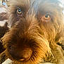 Moon joined the competition — help win amazing prizes! dog, close_up, fur, face, eyes, pet, animal, snout, whiskers, brown, canine, portrait, cute, furry, indoors, companion, friend, domestic, mammal, adorable
