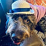 dog, hat, straw_hat, purple_hoodie, couch, indoor, pet, close_up, fur, tongue, curious, brown_fur, patterned_curtain, cozy, domestic_animal, face, animal_portrait, furniture, living_room, cute