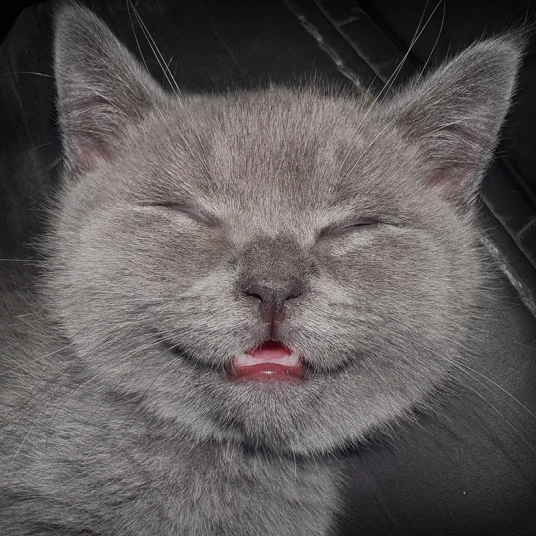 Binx joined the competition — help win amazing prizes! abyssinian, angora, animal, bodypart, cat, couch, face, head, kitten, manx, mouth, person, pet, photography, portrait, siamese, sleeping, snout, teeth, tongue